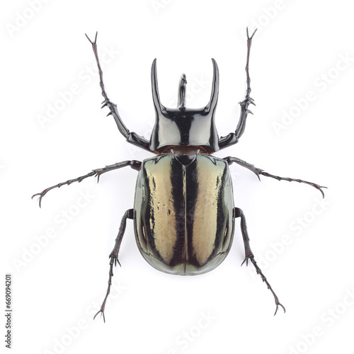 Male of the Atlas beetle (Chalcosoma atlas) isolated on white
