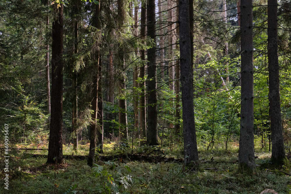 Fototapeta premium Shady mixed tree stand in morning