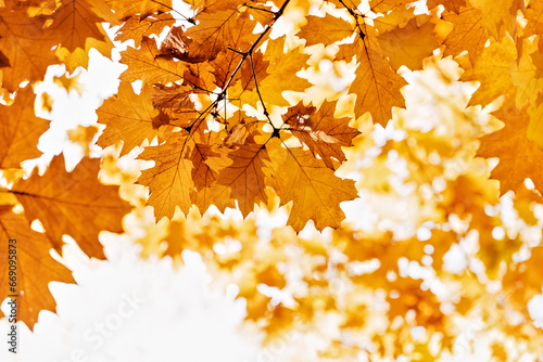 Autumn nature background. Low angle view of oak Orange and red autumn leaves in beautiful fall park.