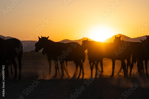 Wild Yilki Horses (Vahşi Yılkı Atları) in the Dust Drone Photo, Hürmetci Village Hacılar, Kayseri Turkiye (Turkey)