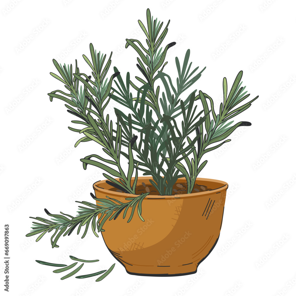 Rosemary plant known for its aromatic leaves and culinary uses