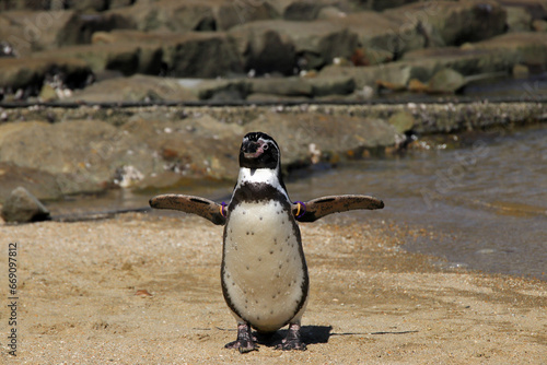 長崎のペンギン水族館のペンギン03