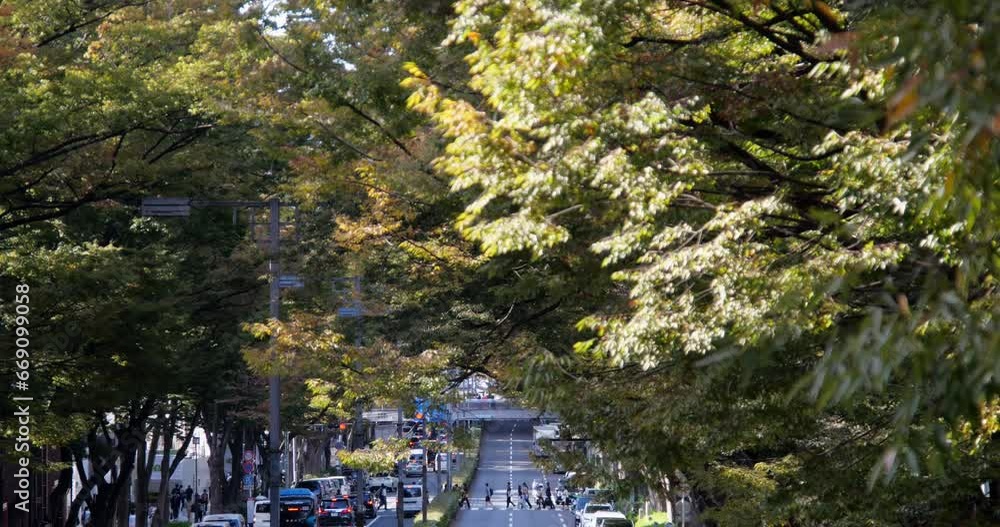 A view of the trees lining Omotesando Avenue in the heart of Tokyo. A view of the trees lining Omotesando Avenue in the heart of Tokyo.