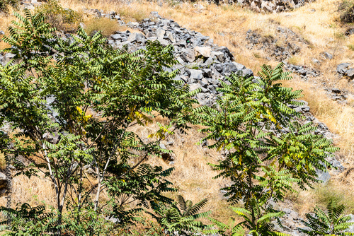 green trees in mountain Garni gorge in Armenia on sunny autumn day photo