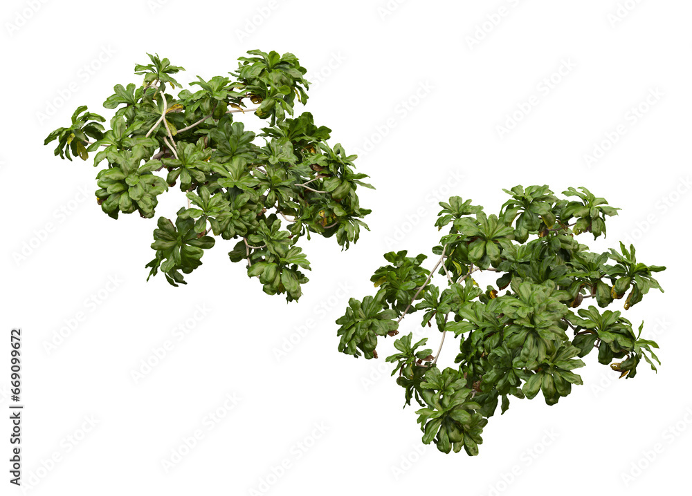 Many kinds of trees and flowers on transparent background Many kinds of trees and flowers on transparent background