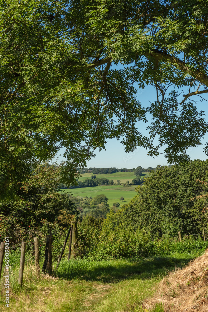 Fototapeta premium Tree and fence in lush hilly countryside in summer.