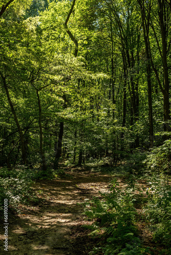 Path in lush deciduous forest in summer. © ysbrandcosijn