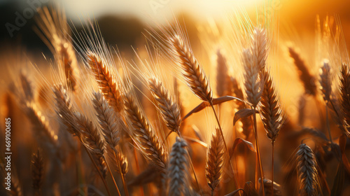 Golden Sunset in the Wheat Fields. Generative AI