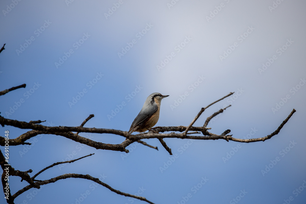 Adult Eurasian Nuthatch perched on a tree branch with blue sky in the background Adult Eurasian Nuthatch perched on a tree branch with blue sky in the background
