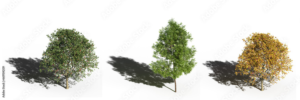 Obraz premium big tree, isolated on white background, 3D illustration, cg render