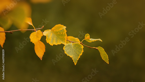 Birch branches with orange, yellow, green leaves on a natural blurred background. Autumn in nature
