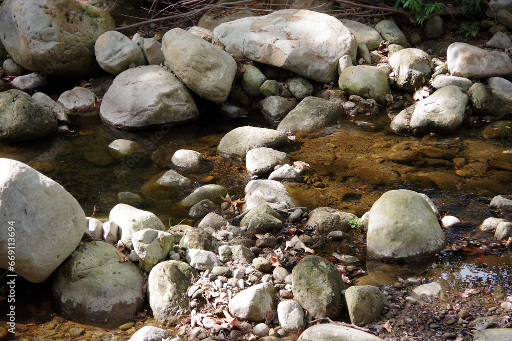 Wild creek in a forest