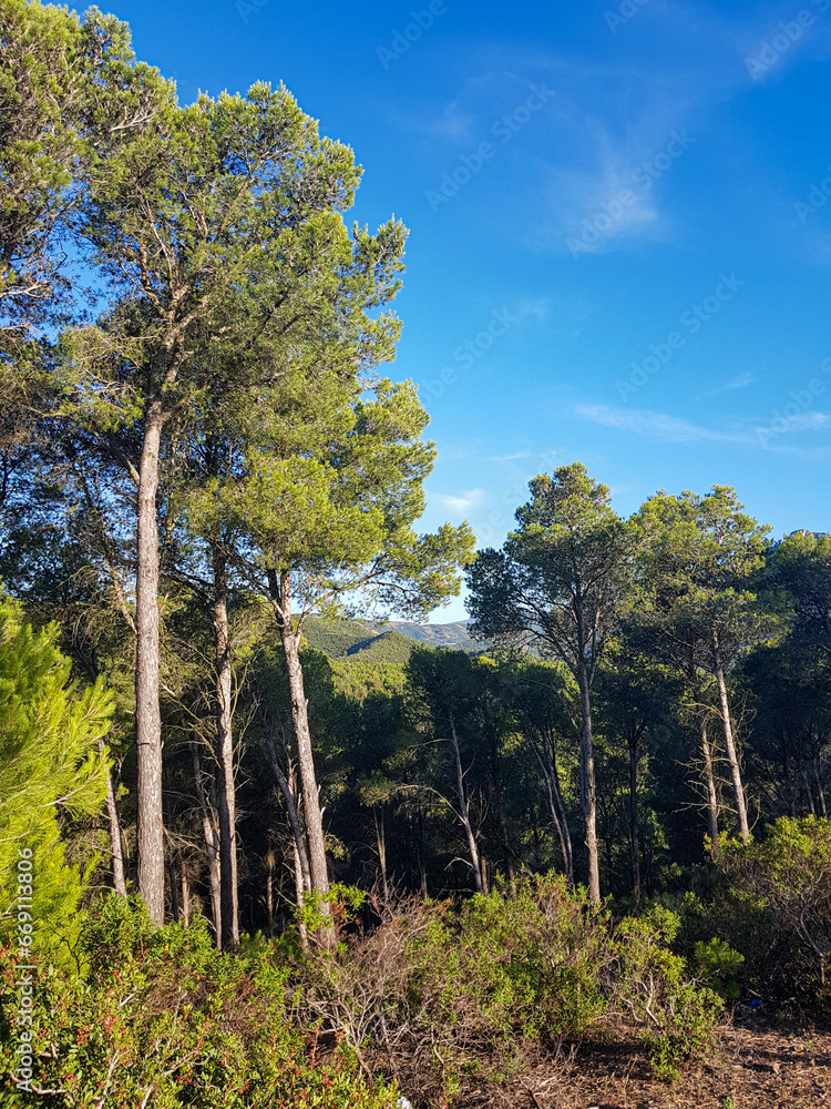 Fototapeta premium Unspoiled Nature at Its Finest