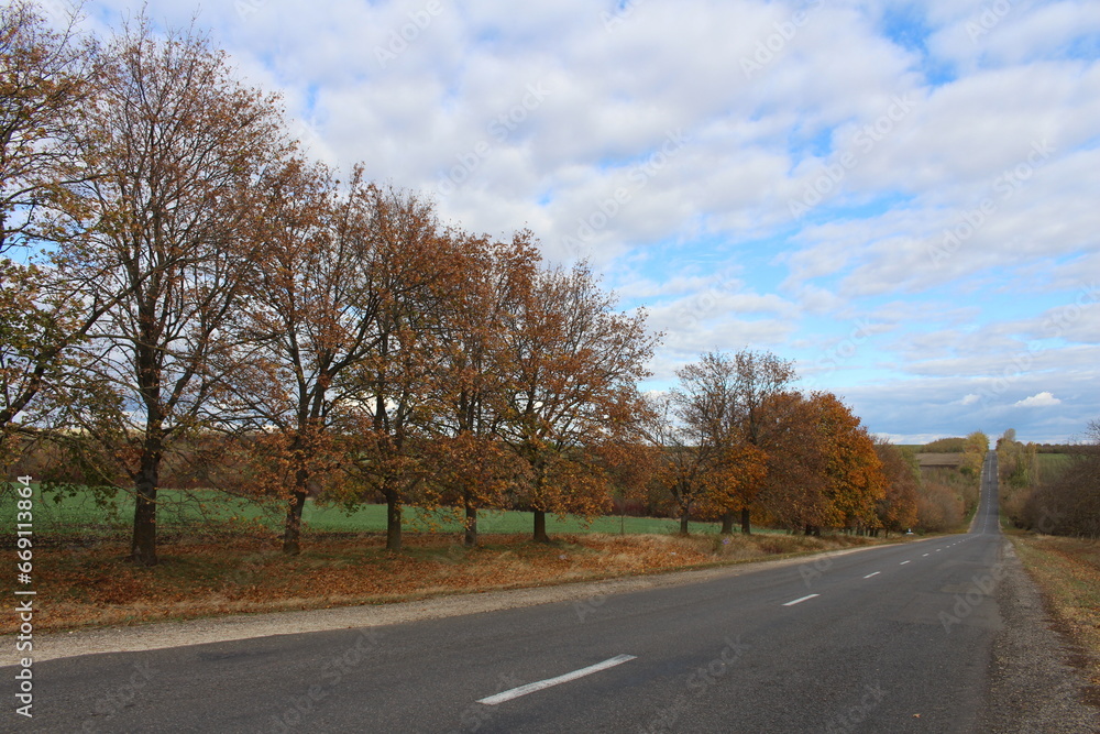 Fototapeta premium A road with trees on the side