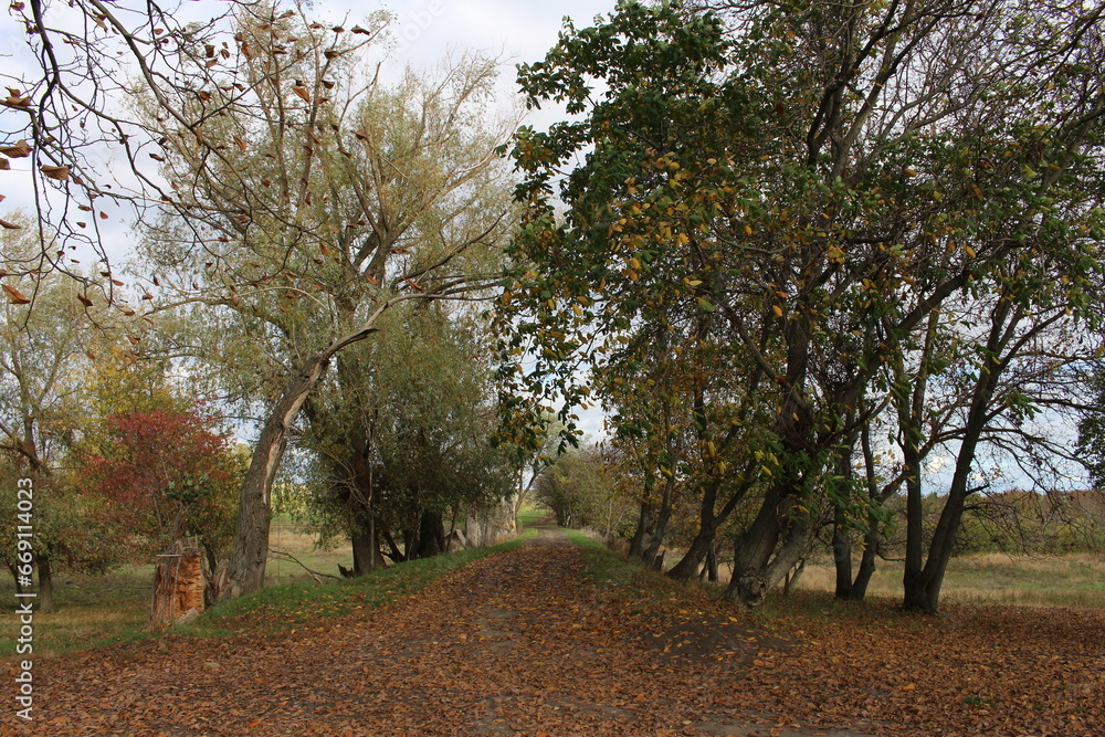 Fototapeta premium A dirt path with trees on either side of it