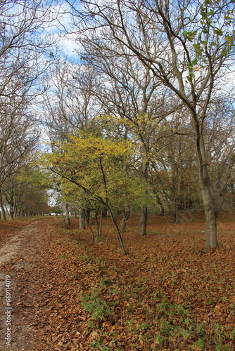 A path with trees on either side