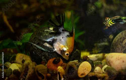 Aqurium scalaria fish swim in a home aquarium. The fish is orange-black-gray. Angelfish-Latin name