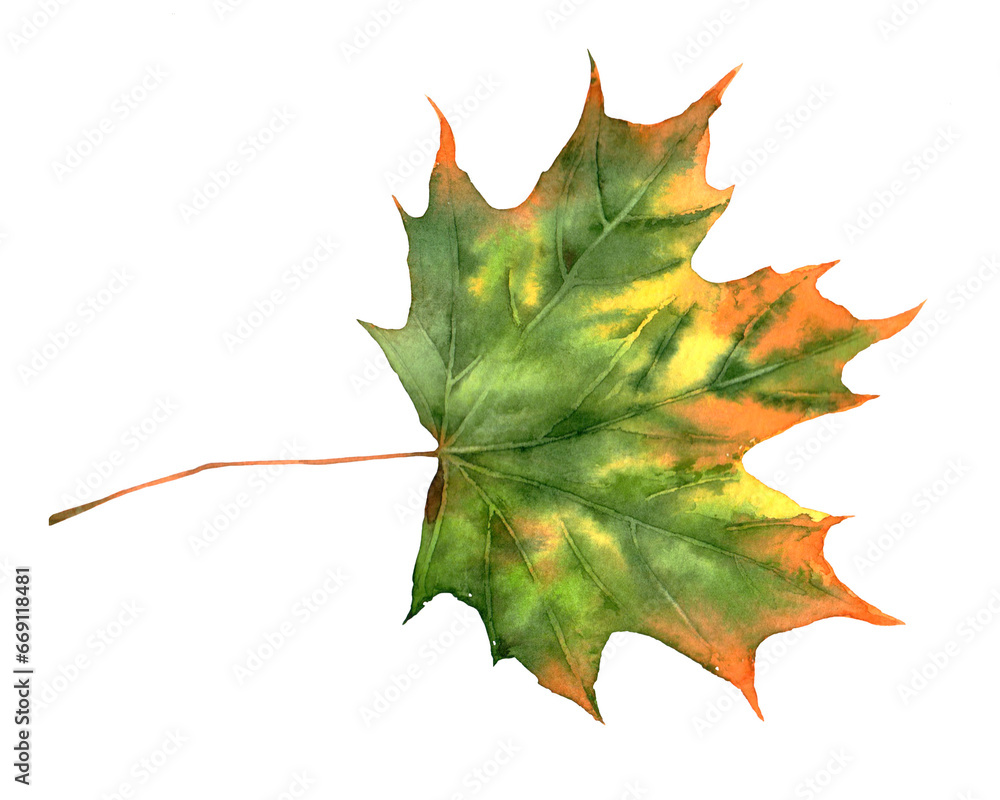 Fototapeta premium A large maple leaf. Watercolor illustration, postcard.