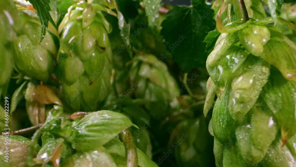Ideal lighting showcasing hop cones' texture in macro shot. Ideal lighting showcasing hop cones' texture in macro shot.