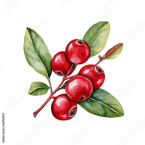 cranberry with leaves watercolor paint on white for food design