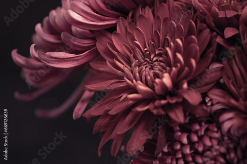 Desaturated image producing mauve flowers.