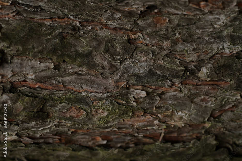 Bark of tree macro. Wooden texture Bark of tree macro. Wooden texture