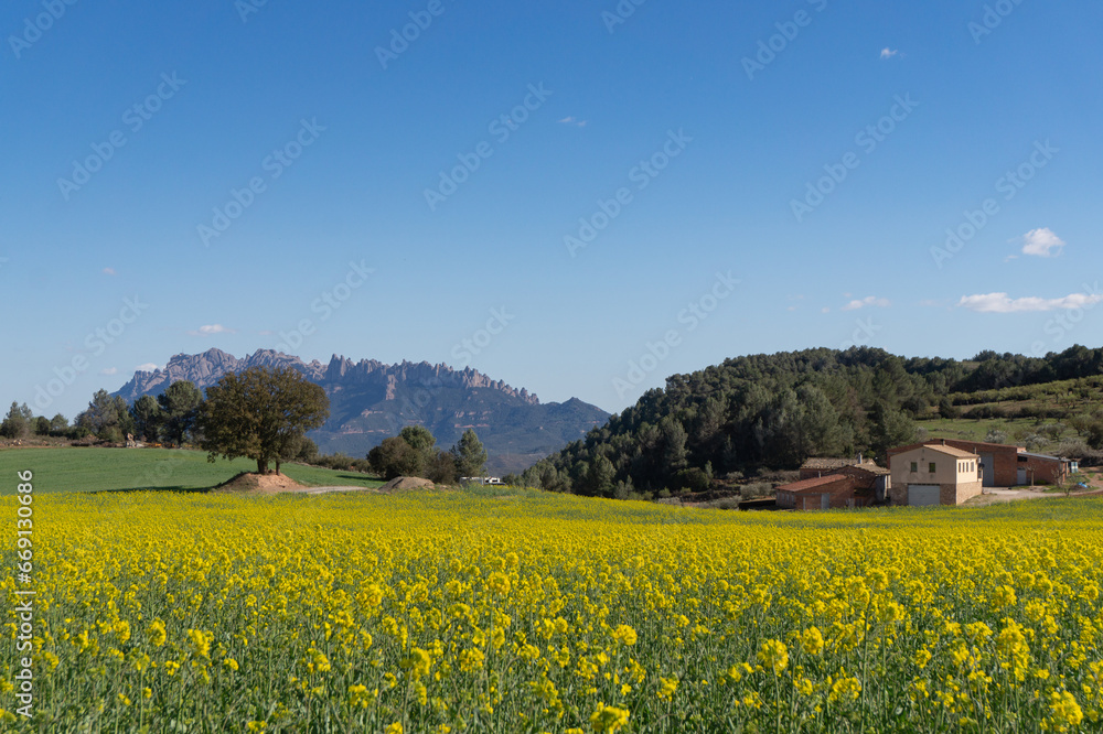 A view of Montserrat over the field of blooming rape @ Castellfollit del Boix, Catalonia, Spain.