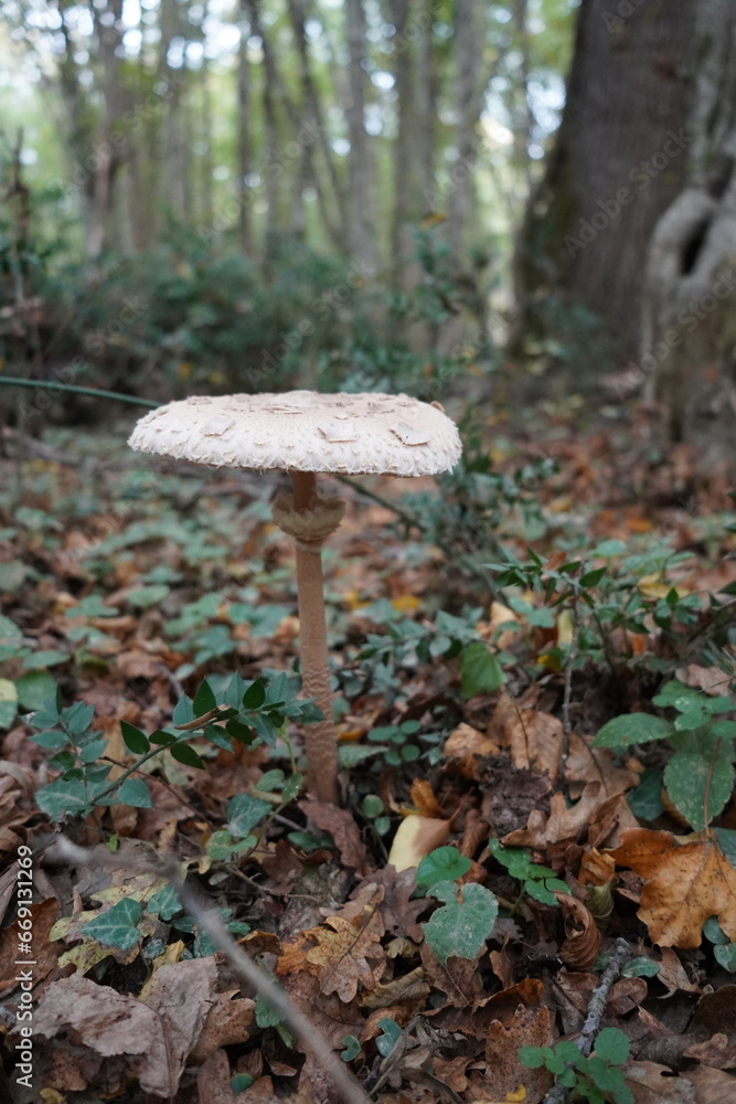 Mystical Mushrooms: A Walk Through Enchanted Woods Mystical Mushrooms: A Walk Through Enchanted Woods