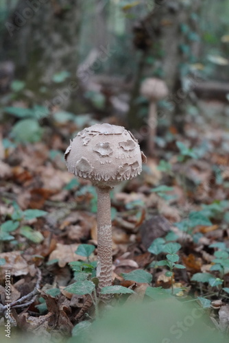 Mystical Mushrooms: A Walk Through Enchanted Woods