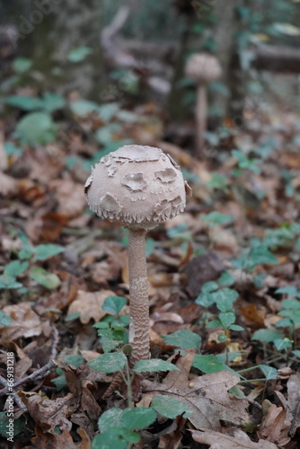 Mystical Mushrooms: A Walk Through Enchanted Woods