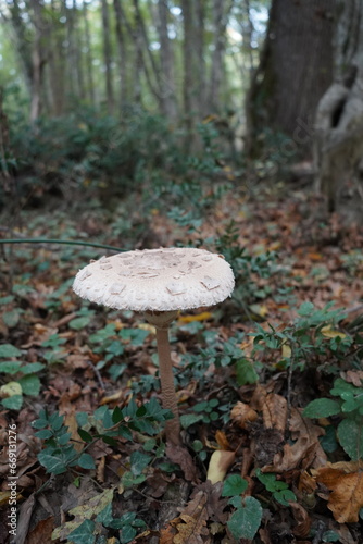 Mystical Mushrooms: A Walk Through Enchanted Woods