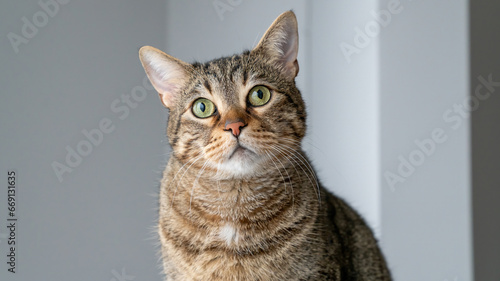 Obraz na plátně Beautiful domestic tabby cat looking at the camera, close-up shot