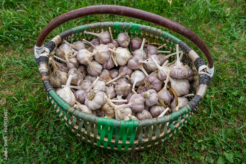 Farmer's organic produce filled with natural energy. Organic garlic. Selective focus.