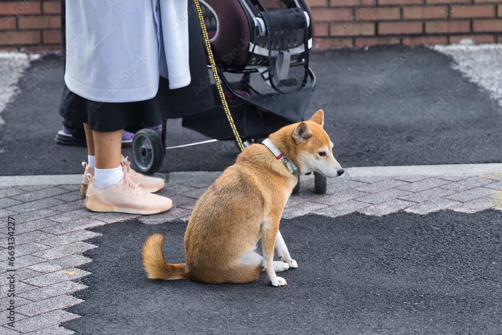 Japanese Shiba Inu dog at the leash in the city Japanese Shiba Inu dog at the leash in the city