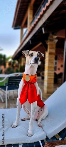 jack russell terrier sitting on a chair