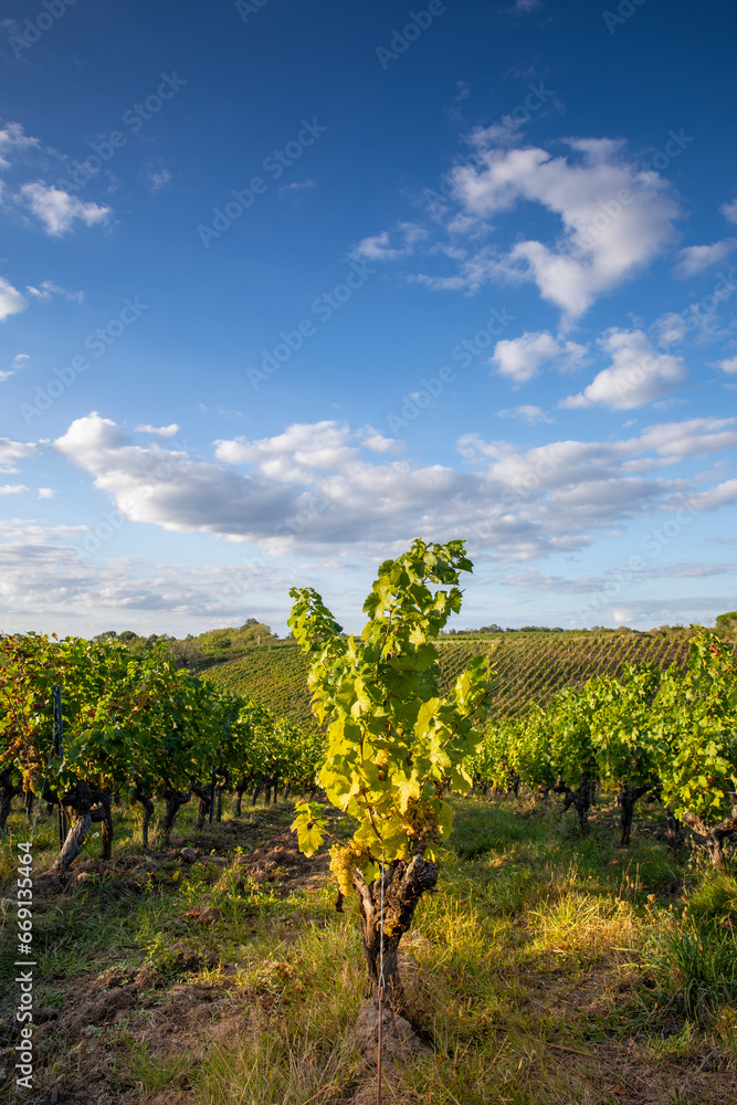Paysage de vigne en France, vignoble et grappe de raisin sous le soleil d'été. Paysage de vigne en France, vignoble et grappe de raisin sous le soleil d'été.