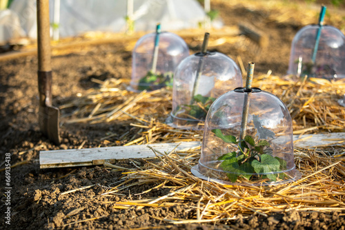 Petit jardin potager et légume sous cloche au milieu du paillage en été. photo