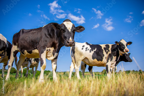 Troupeau de vaches laitière en pleine nature broutant l'herbe fraiche au printemps. © Thierry RYO