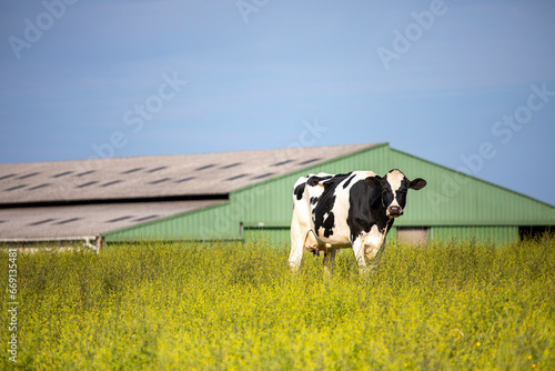 Vache laitière en pleine nature devant le bâtiment de la ferme.