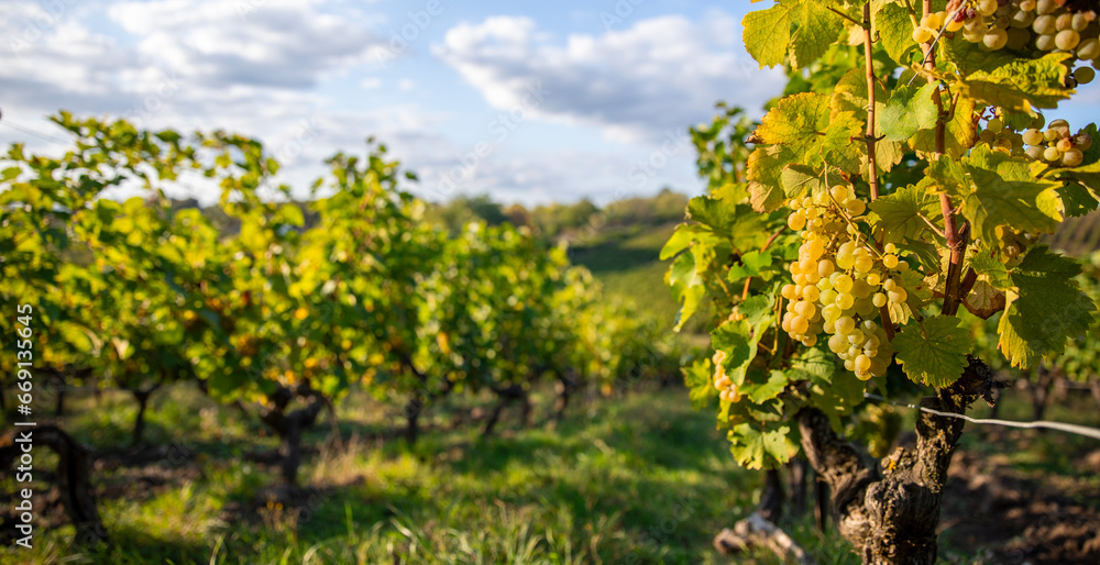 Vignoble en France et grappe de raisin blanc dans les vignes avant les vendanges d'automne. Vignoble en France et grappe de raisin blanc dans les vignes avant les vendanges d'automne.