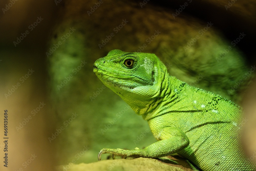 Fototapeta premium green basilisk
