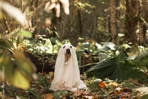 Dog in Ghost Costume, A curious dog, peers out from beneath a white ghostly sheet amidst a forest setting, signaling Halloween fun