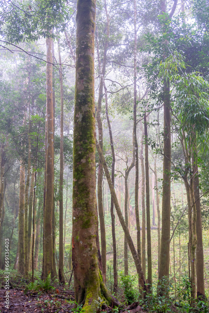 Southeast Asia woodland on winter in the morning Southeast Asia woodland on winter in the morning