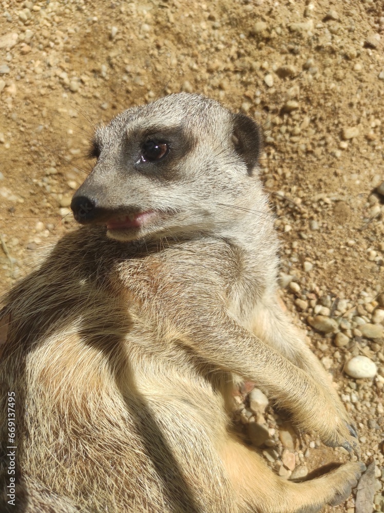 Fototapeta premium meerkat on guard