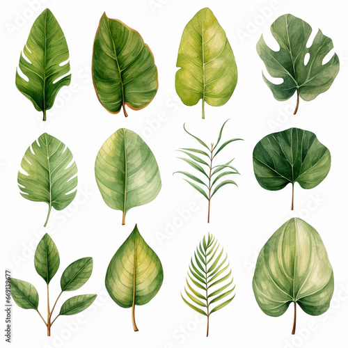 watercolor leaves, botanical illustration on white background.