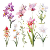orchid on white, watercolor orchids botanical illustration white background.