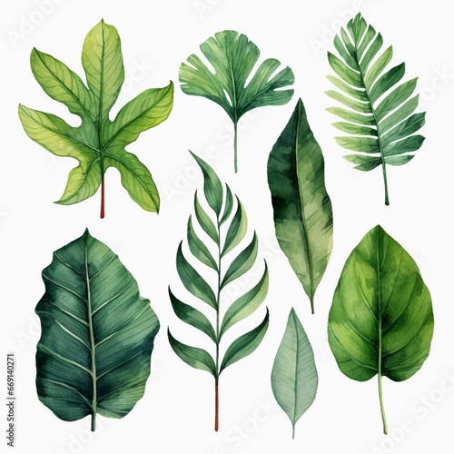 tropical leaves, botanical illustration, white background, watercolor