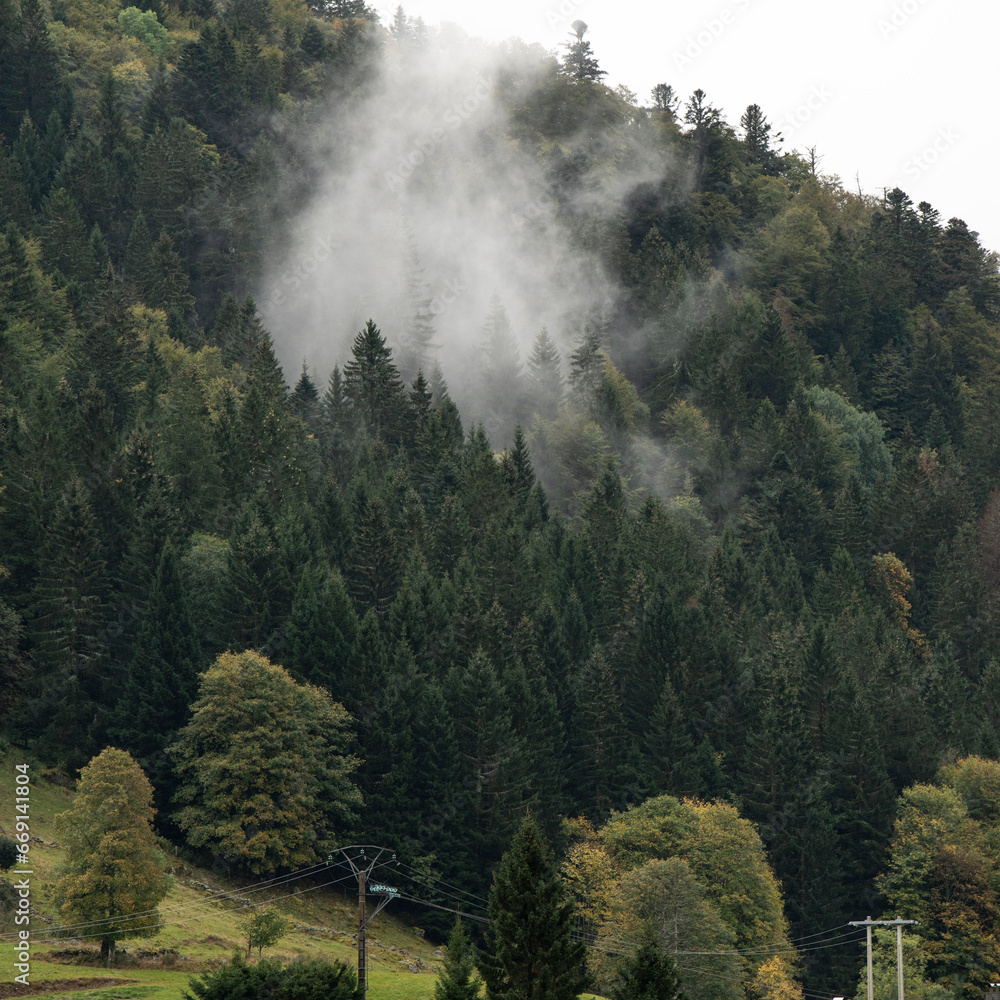 forêt de conifères dans les brumes matinales forêt de conifères dans les brumes matinales