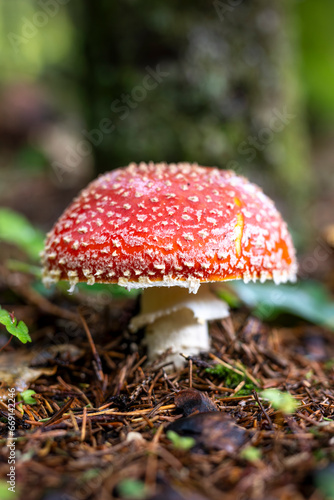 champignon amanite tue-mouche en gros plan © Pascal STINFLIN