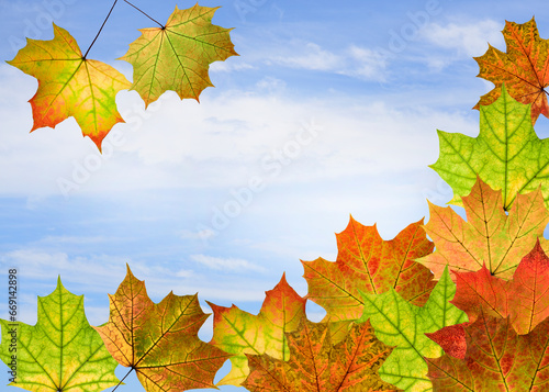 autumn maple leaves in the sky